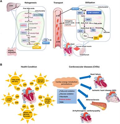 β-Hydroxybutyrate in Cardiovascular Diseases : A Minor Metabolite of Great Expectations